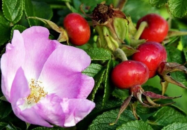 Rose hips
